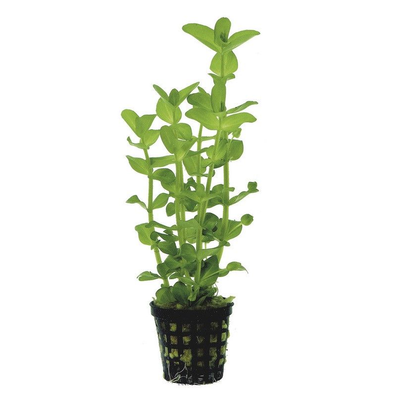 537 - Bacopa ampiplexicaulis