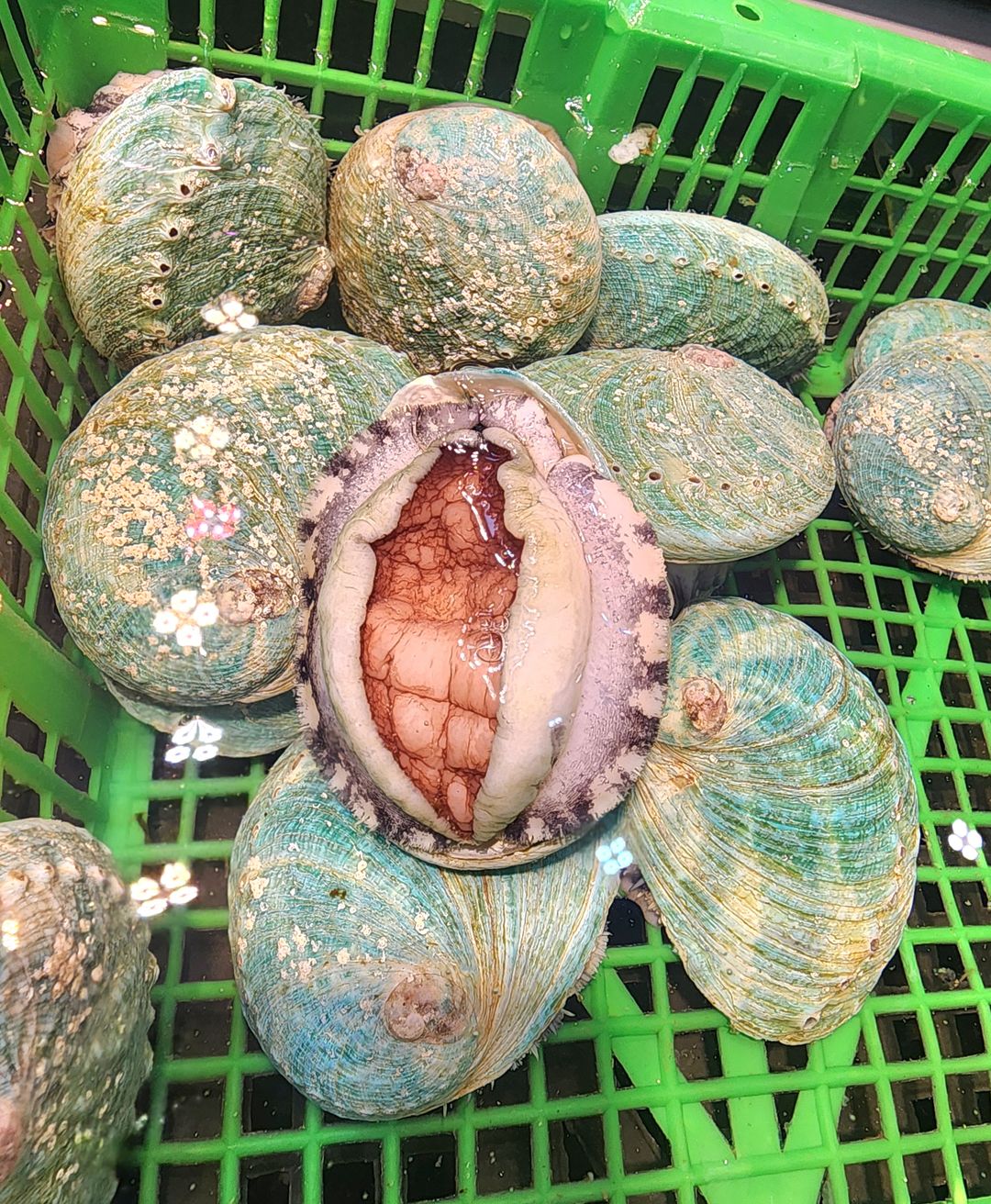 澳洲翡翠鮑魚🐚（2隻⚠️）