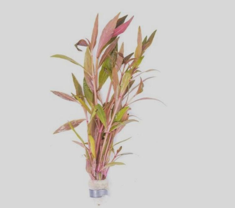 Reneckii rosaefolia