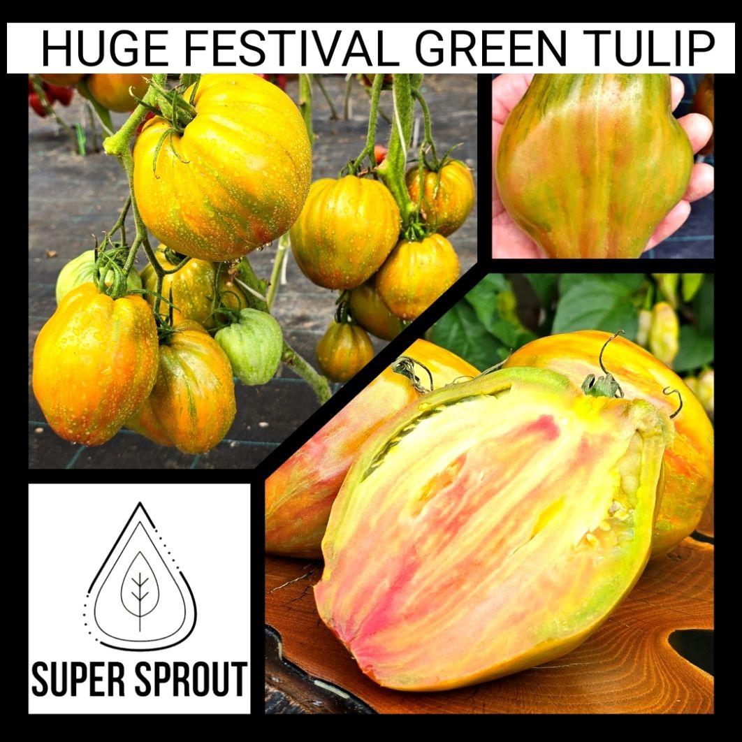 HUGE FESTIVAL GREEN TULIP TOMATO x 10 seeds