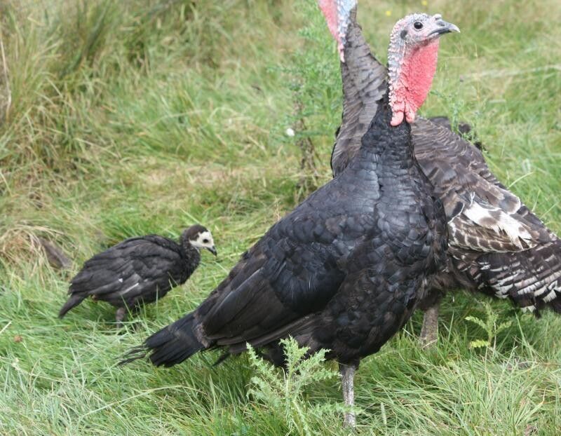 Turkey