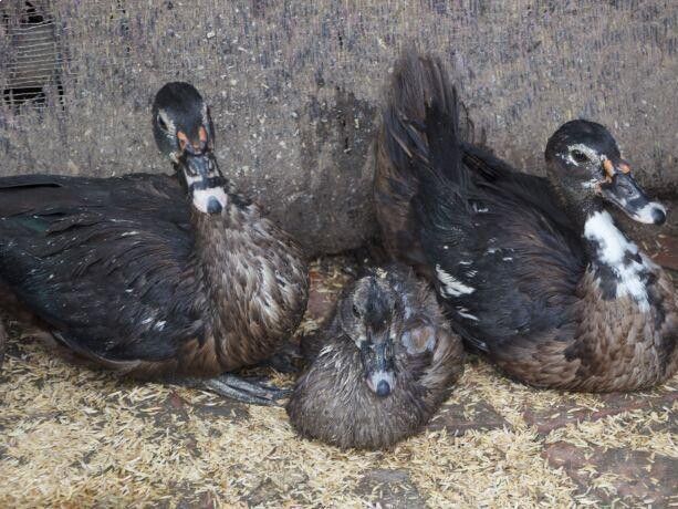 Duck (Embaata)