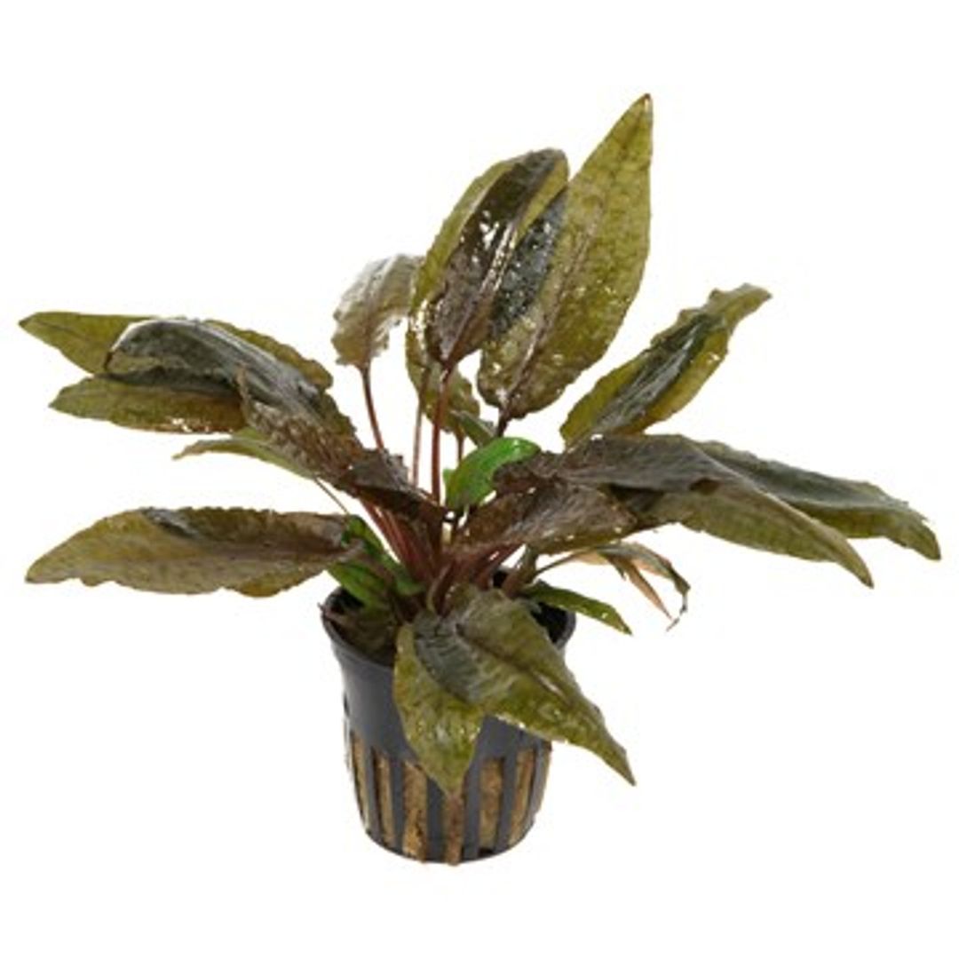 560 - Cryptocoryne wendtii (brown)