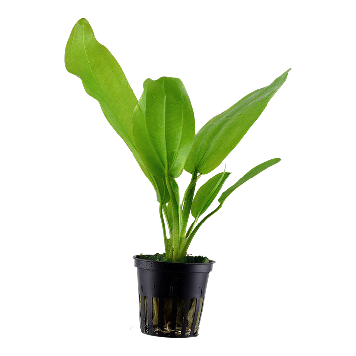 573 - Echinodorus Cordifolius