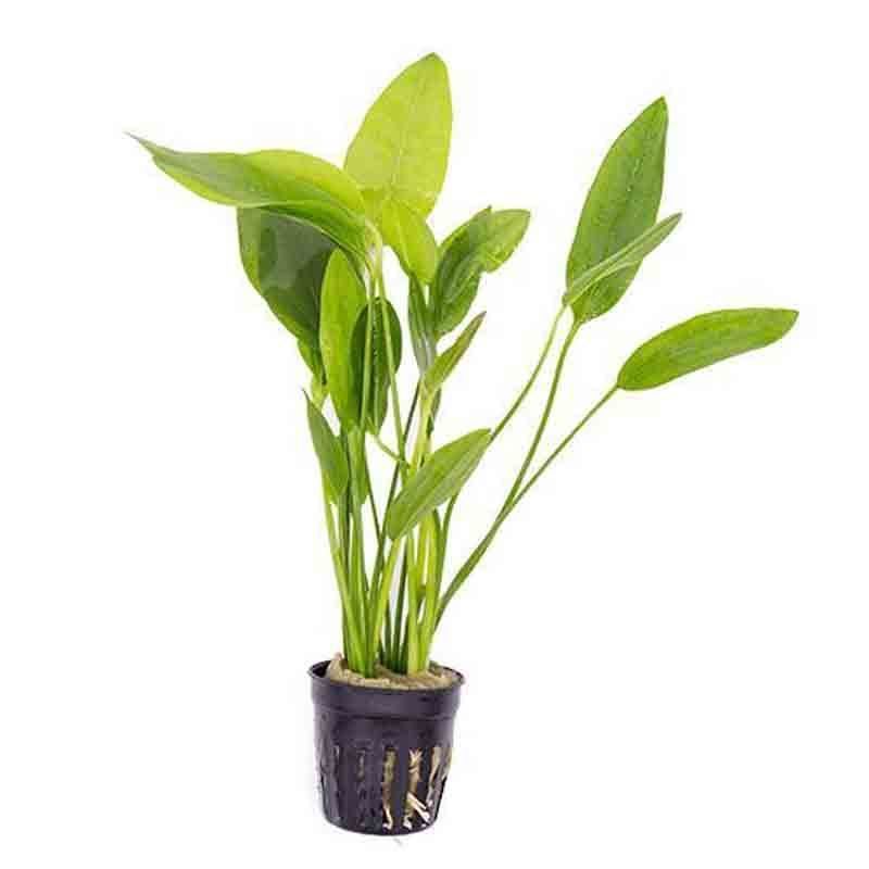 574 - Echinodorus grandiflorus