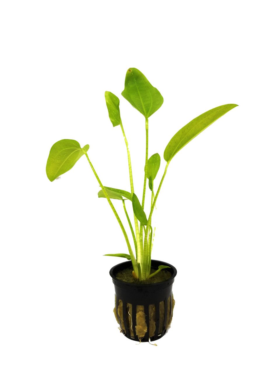 576 - Echinodorus radicans (Amazon swords)