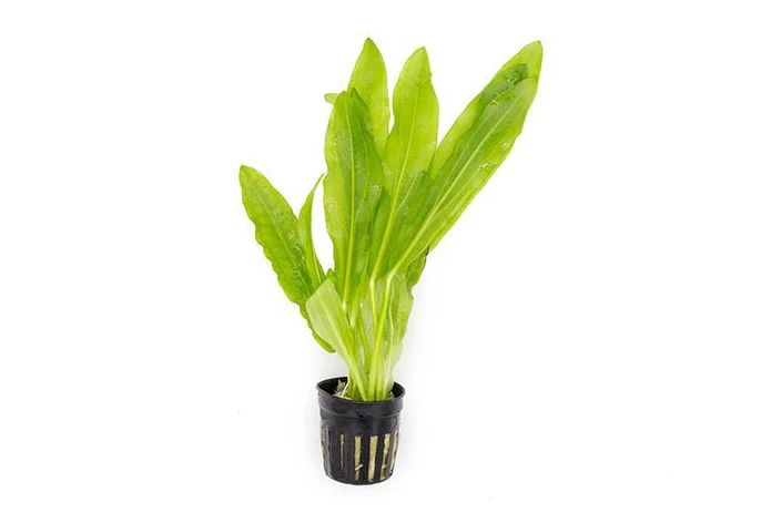 577 - Echinodorus maior martii (Ruffle Sword)