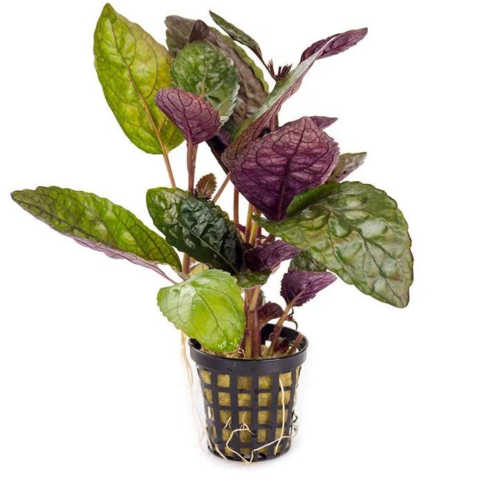 700 - Hemigraphis colorata 