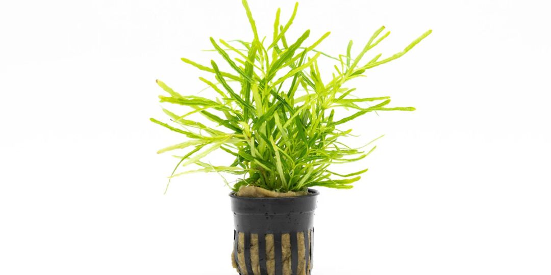 702 - Hemigraphis repanda (Green Dragon's Tongue)