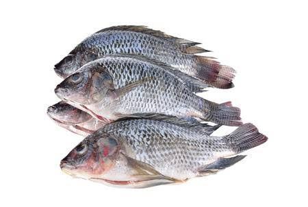 Tilapia Fish (Engege)