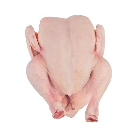 Broiler Chicken