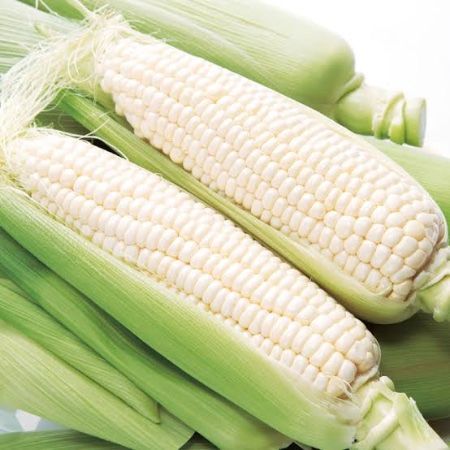 White Corn とうもろこし | Hokkaido (北海道)