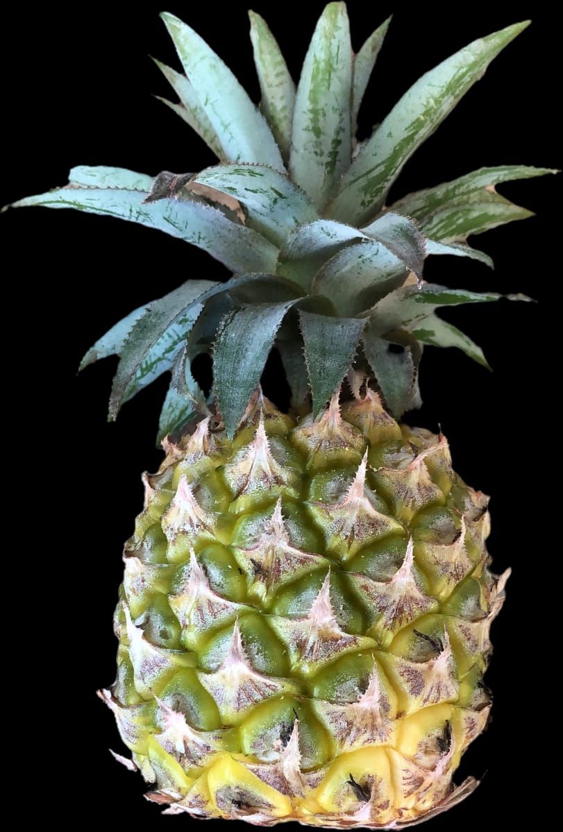 Pineapple-Single