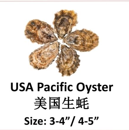 Fresh Usa Pacific Oyster 