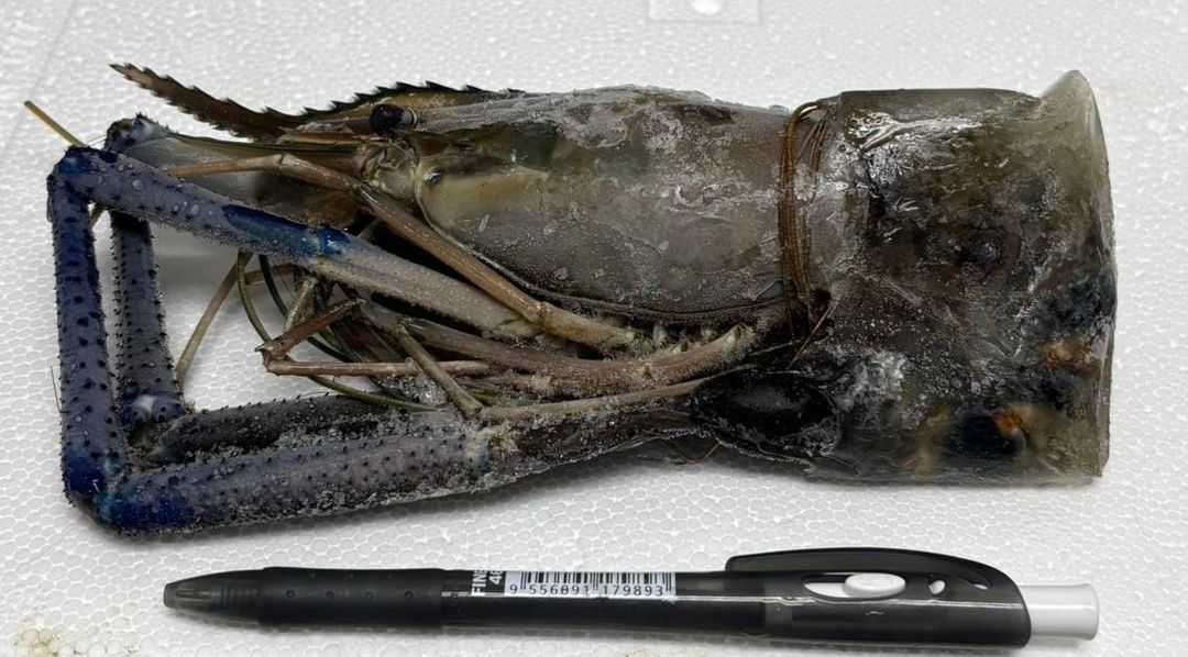 Big Head River Prawn