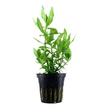 722 - Hygrophila polysperma