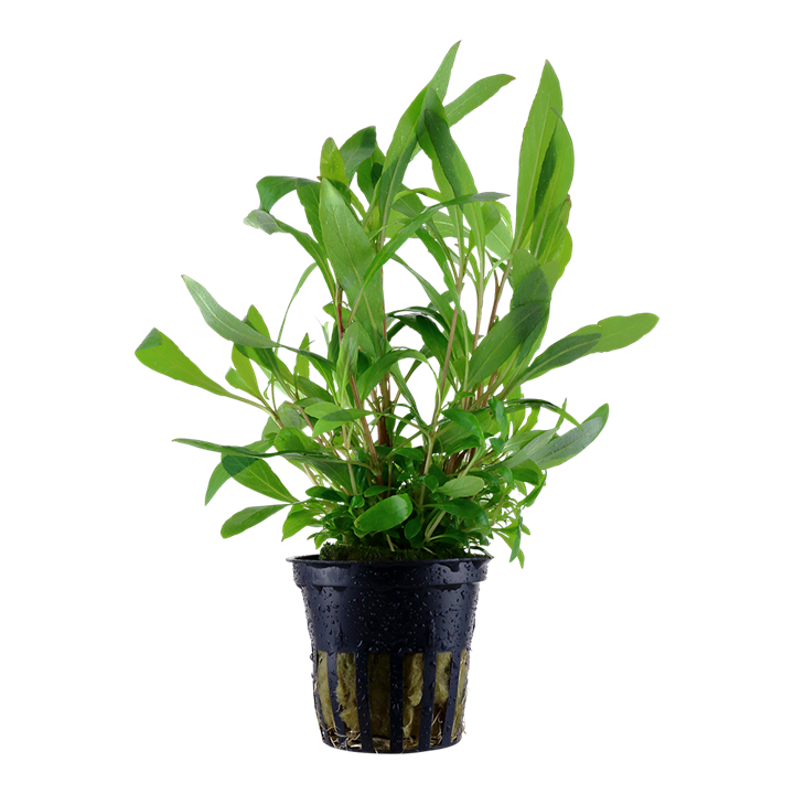 724 - Hygrophila siamensis