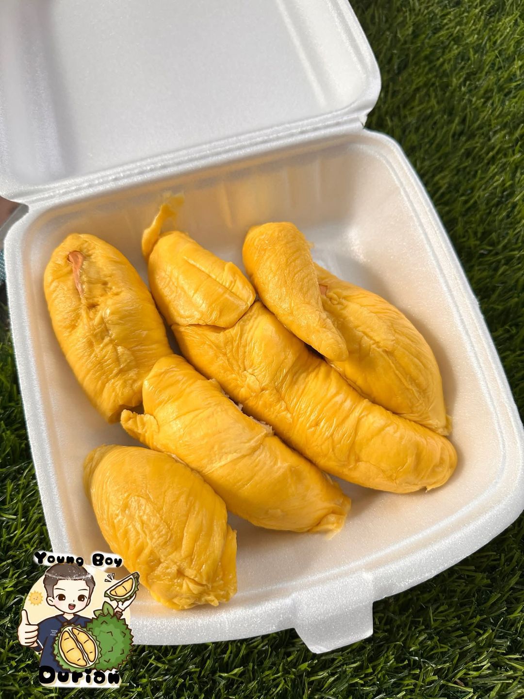 400-420g Segamat Old Tree MSW (Bitter sweet) 昔加末老树猫山王（苦甜）