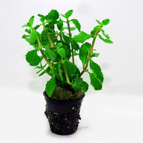 726 - Hygrophila difformis (wisteria)