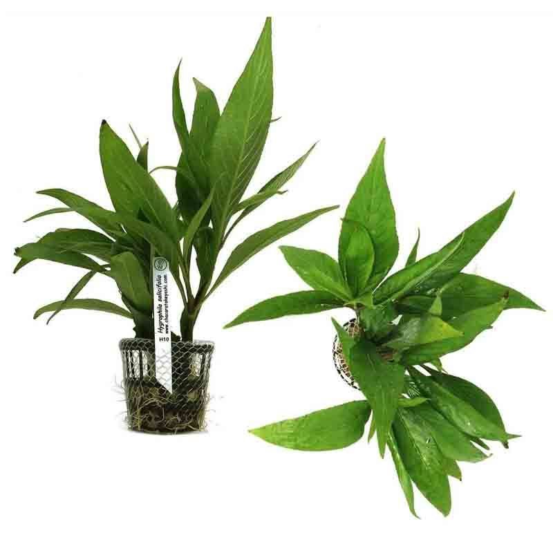 727 - Hygrophila spp (long leaves)