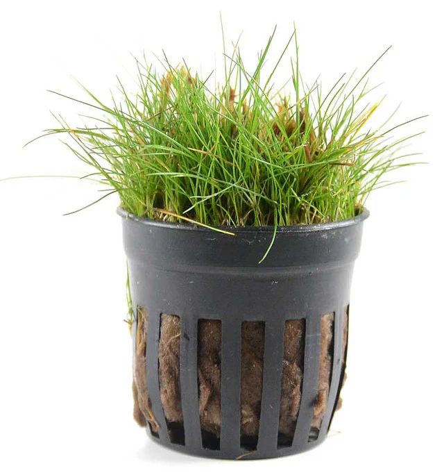 730 - Eleocharis acicularis (Hair Grass)