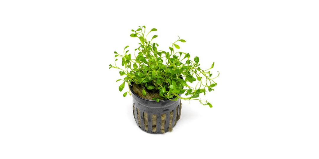 736 - Glossostigma elantoides