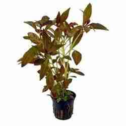 745 - Ludwigia species