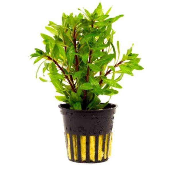 747 - Ludwigia inclinata (Kuba)