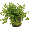 751 - Lysimachia nummularia (Creeping Jenny)