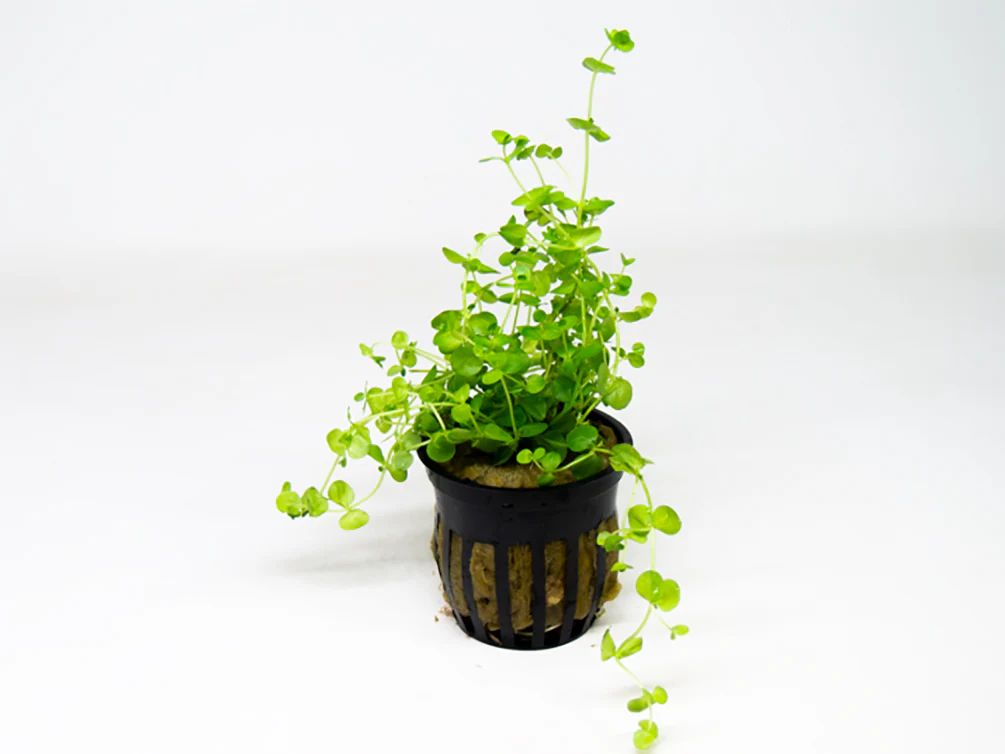 903 - Micranthemum umbrosum (Baby Tears) 