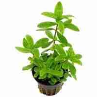904 - Adenostemma viscosum (Sticky Daisy)  