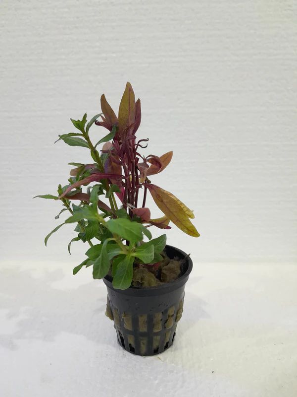 950 - Combination red & green (517-722)