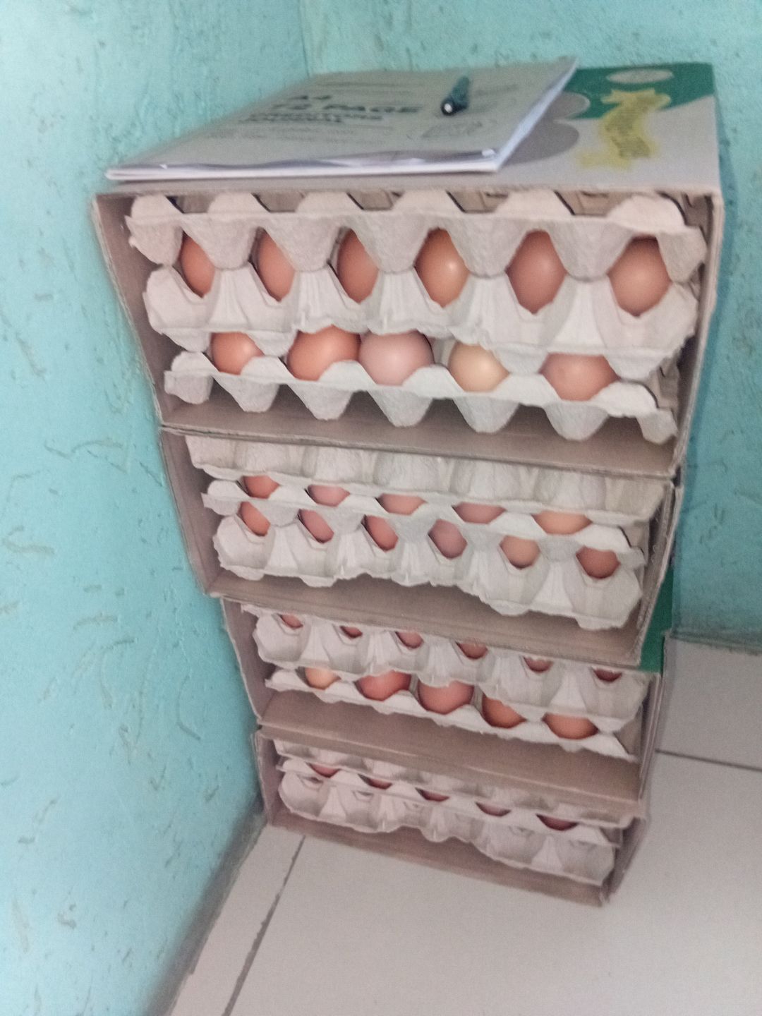 4 trays of medium 30 eggs 
