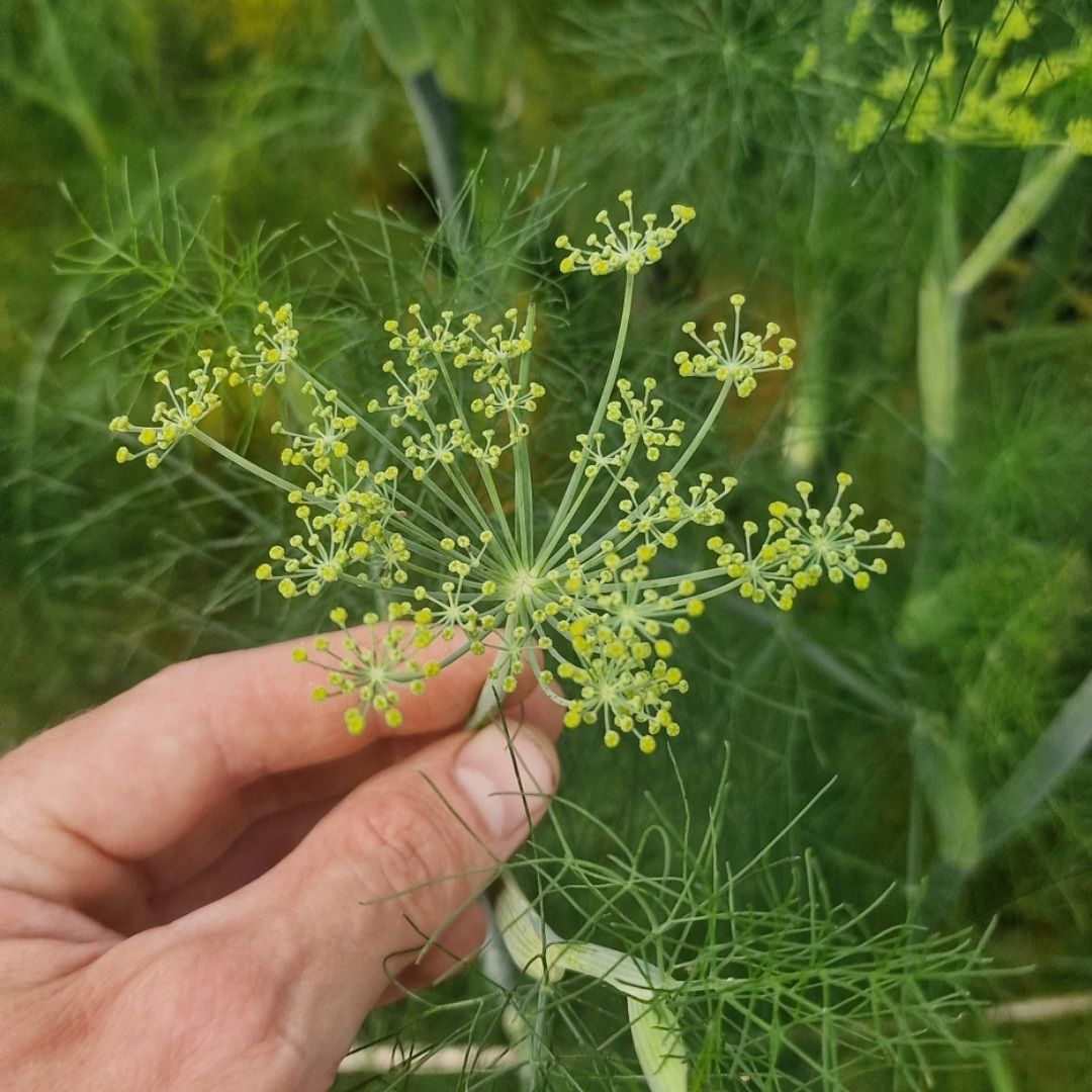 Venkel scherm / Fennel flowers 