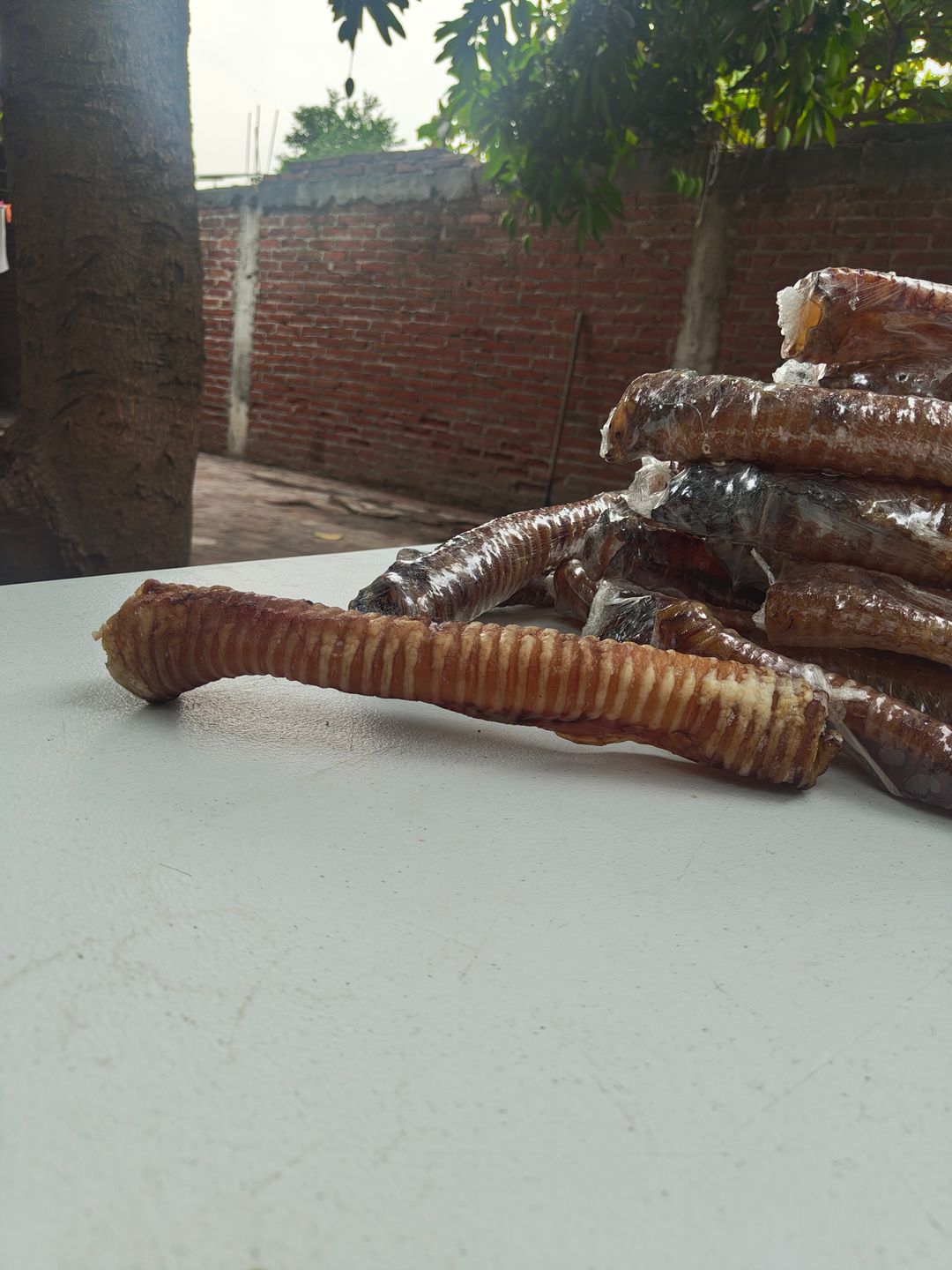 Tráquea