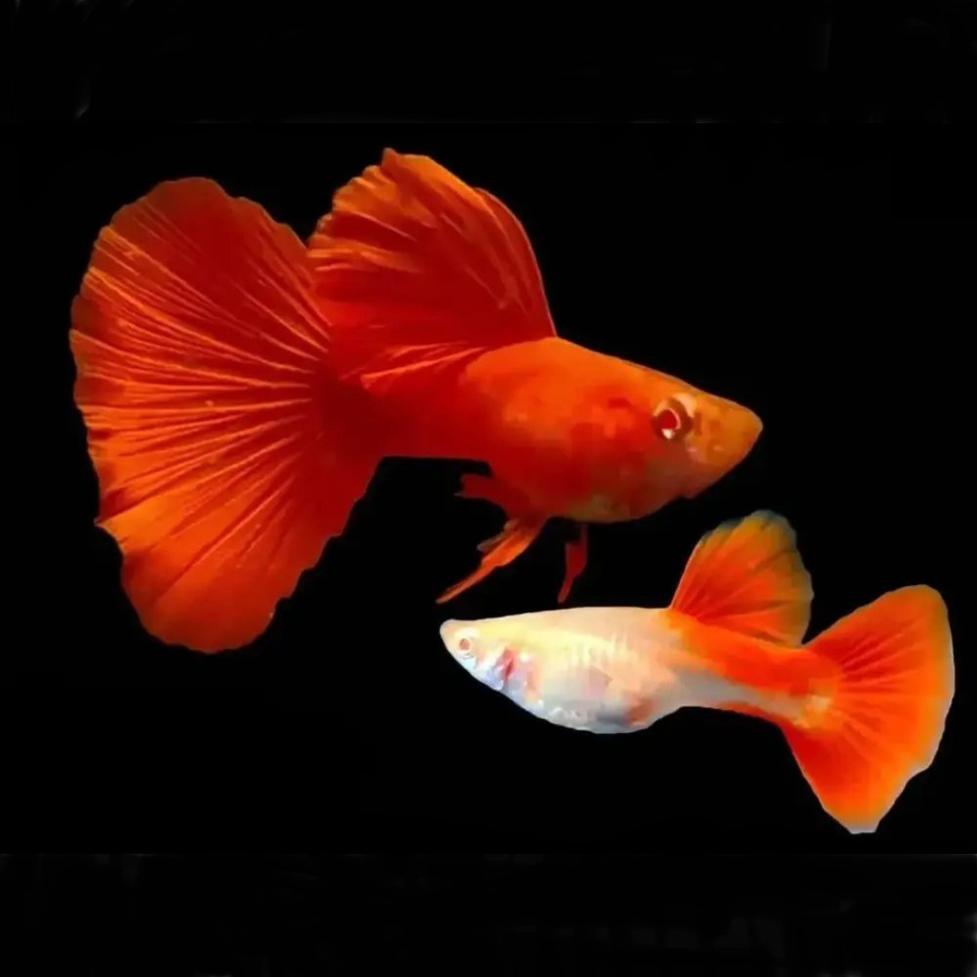 Full Red Albino Guppy Pair