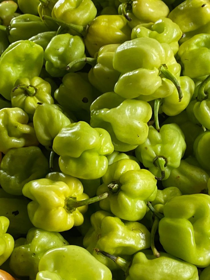 Piment vert frais