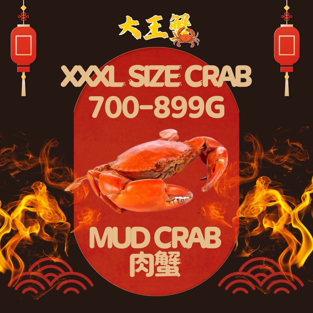 XXXL SIZE 肉蟹 x 1只pcs (700-899G) 