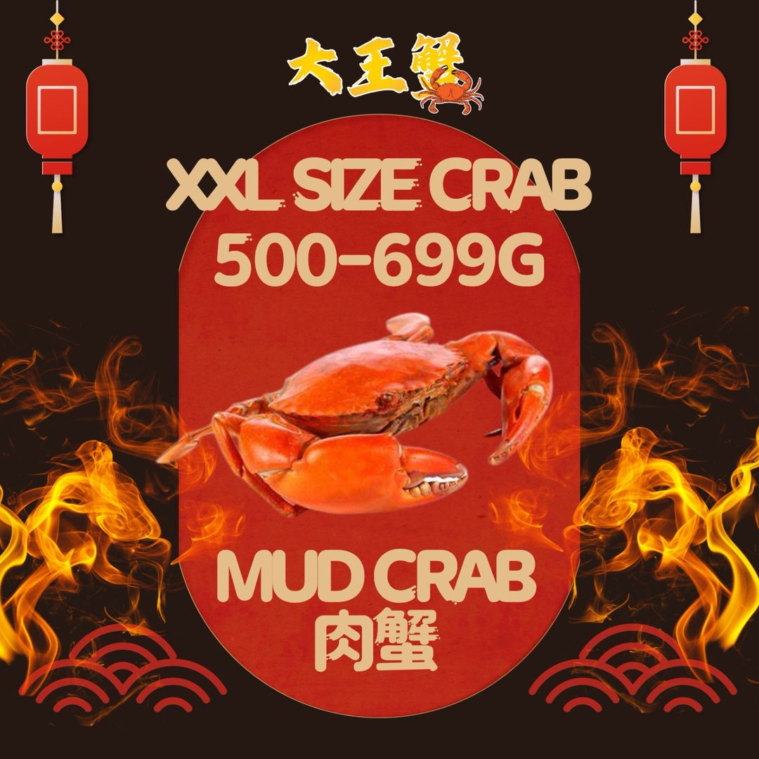 XXL SIZE 肉蟹 (500-699G)