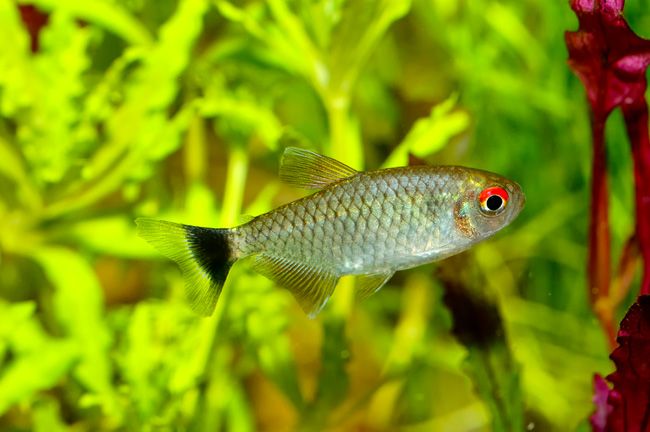 Red Eye Tetra