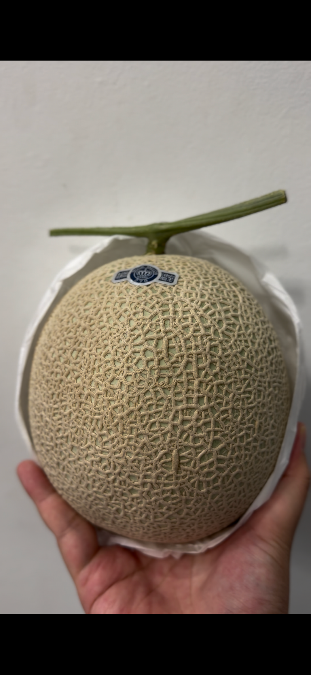 Shizuoka Crown Melon 