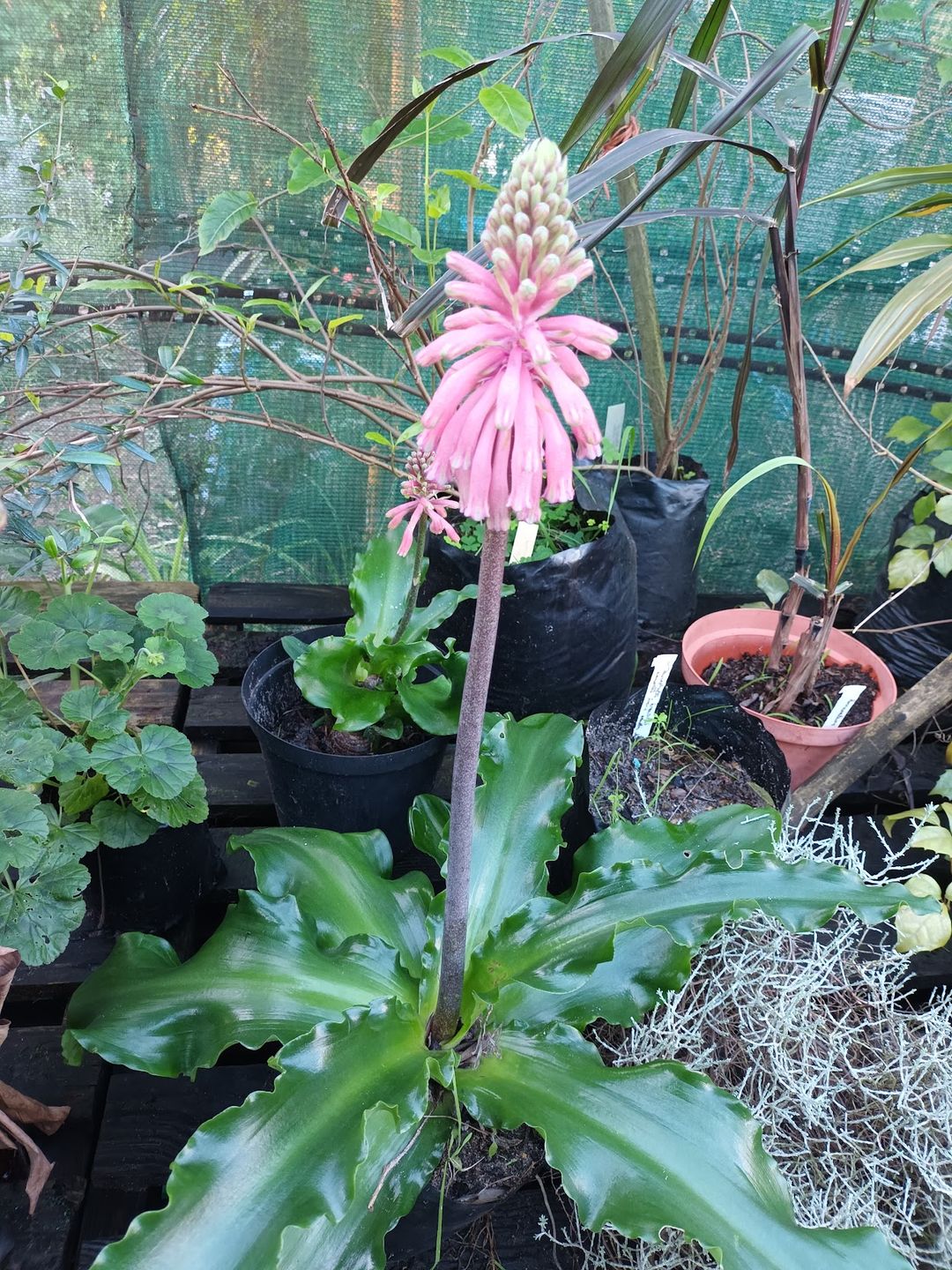 Mature Forest Lillies (Veltheimia bracteata)