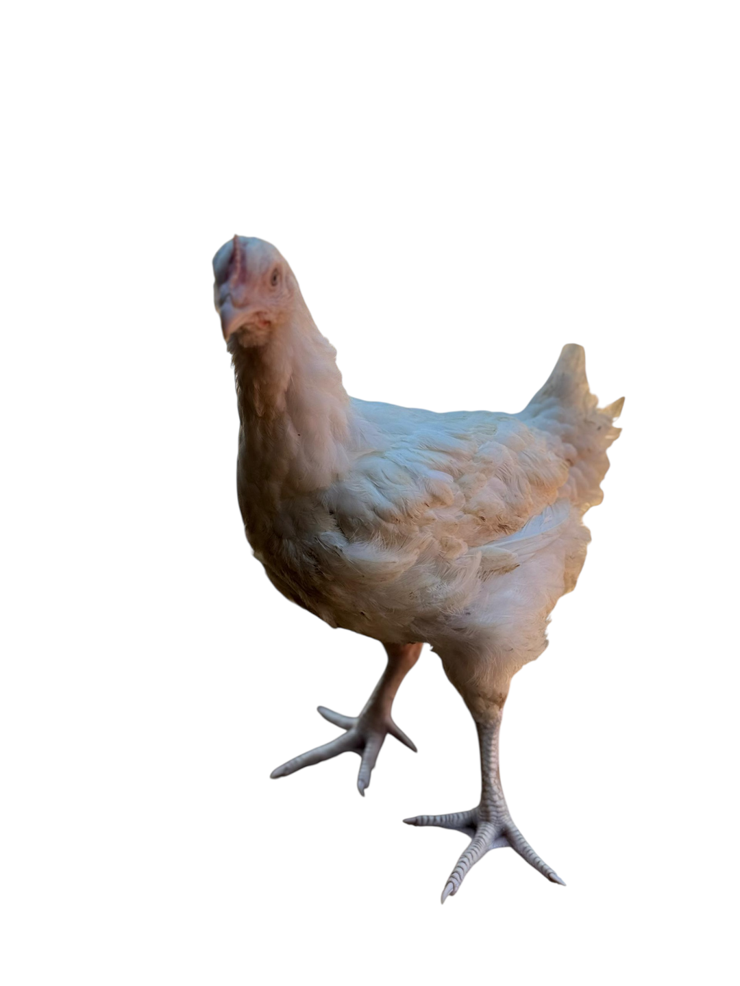 Poulet de chair