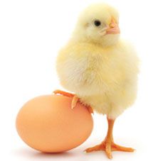 Suguna broilers