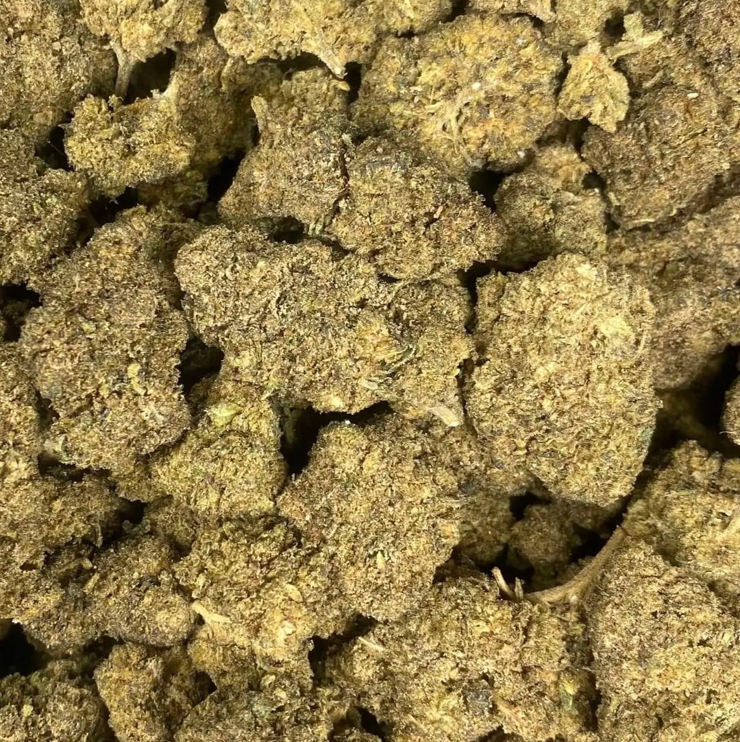 GELATO 45