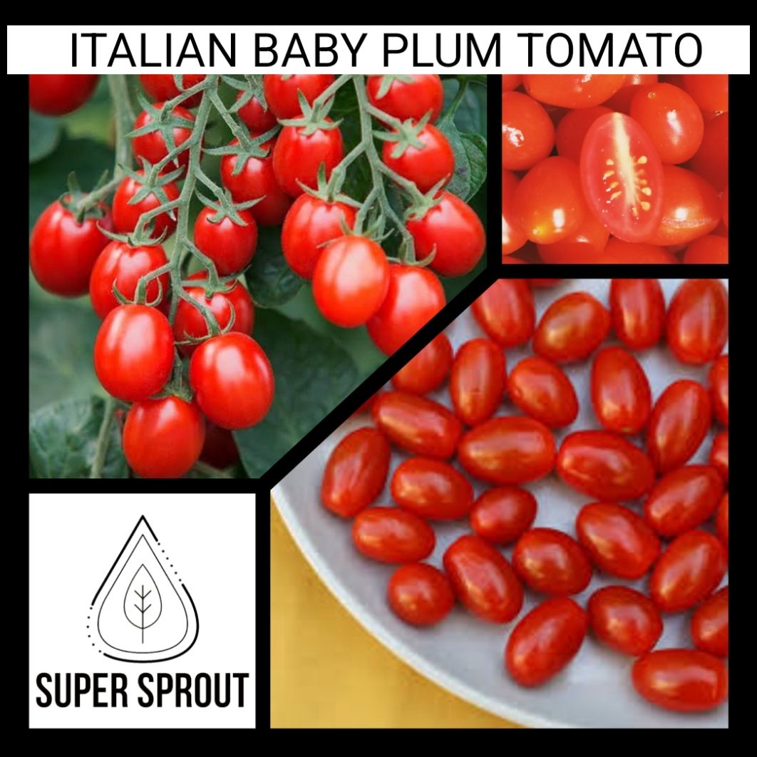 BABY PLUM DATTERINI ITALIAN TOMATO x 10 seeds