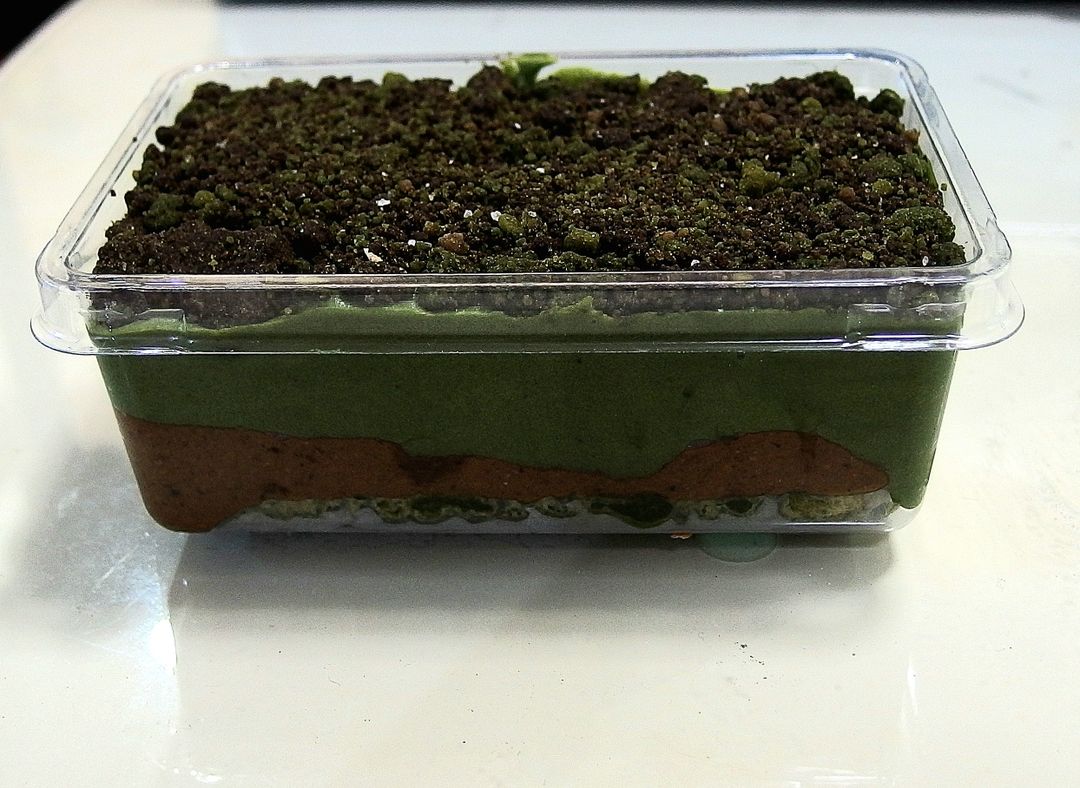 Matcha roasted pistachio tub