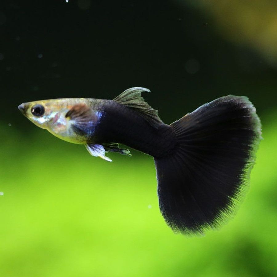 Black Tuxedo Guppy