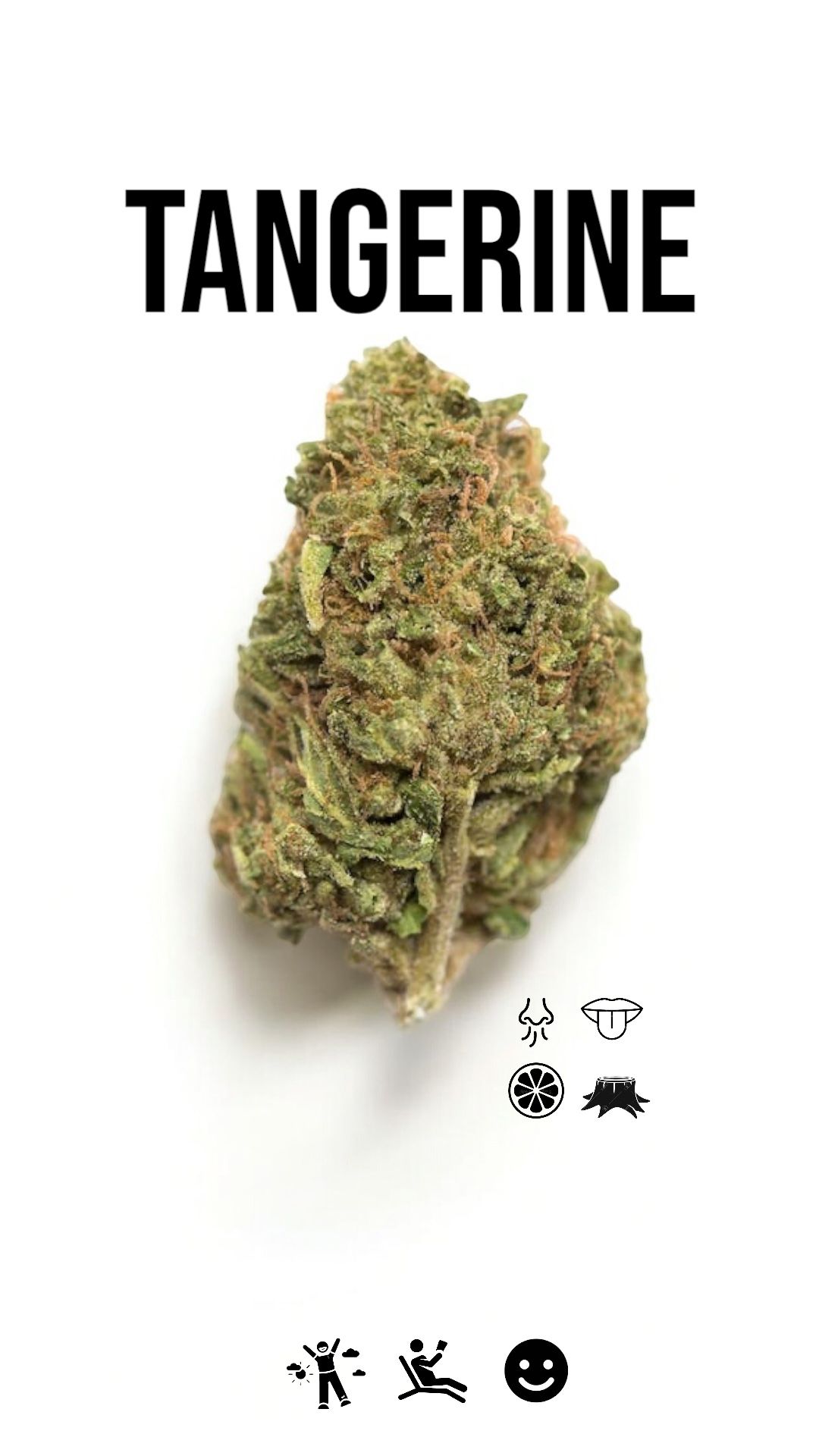 TANGERINE 