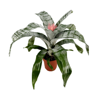 Van Geel Orchideeen BV - Kar 75
